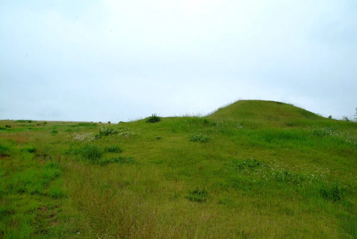 Grass-covered burial mounds at the Daean-ri tomb group in Banam, Naju, standing in an overgrown meadow under a flat grey sky, with no paths or signage visible