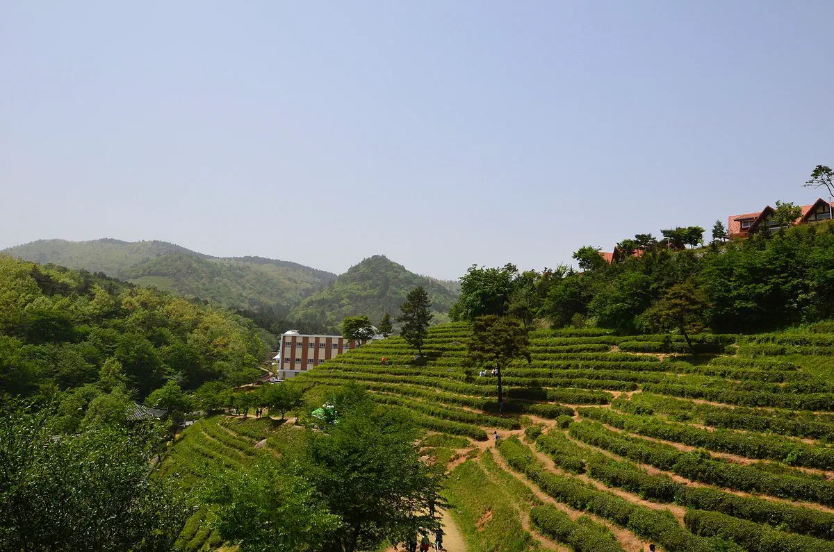 Terraced green tea rows climbing a hillside at a Boseong tea plantation, Jeonnam-Gwangju