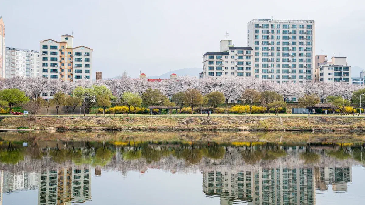 Cherry blossoms along the river at Dongchon Resort in Daegu, in early bloom
