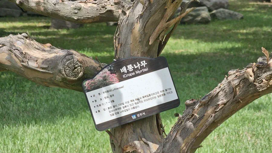 A crape myrtle tree and its identification sign inside Daereungwon tomb park