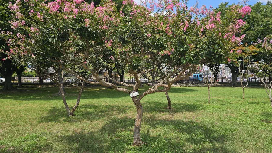 A flowering tree inside Daereungwon tomb park