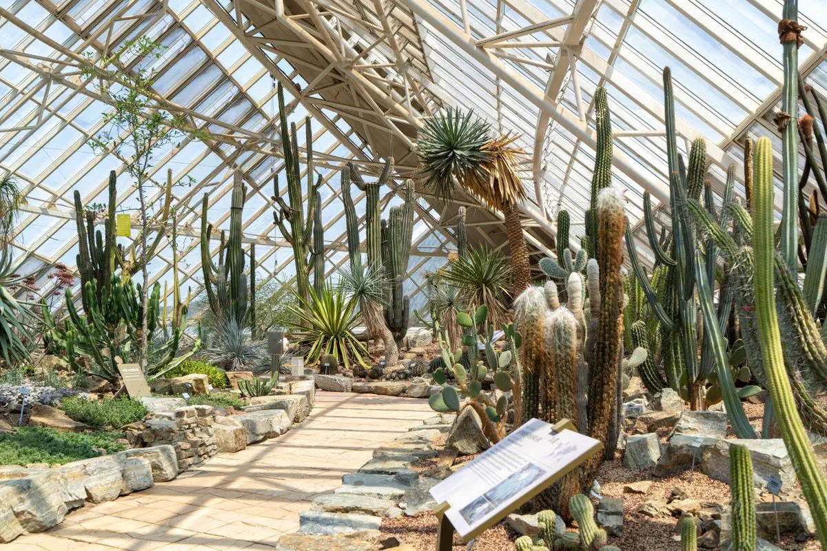 The Ecorium's desert hall — tall cacti, agaves and gravel paths under a vaulted glass and steel roof, with interpretation signs along the walkway