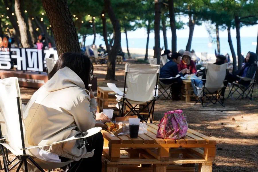 Visitors sitting in camp chairs with iced coffee among pine trees at the Gangneung Coffee Festival, the East Sea visible through the trunks behind them