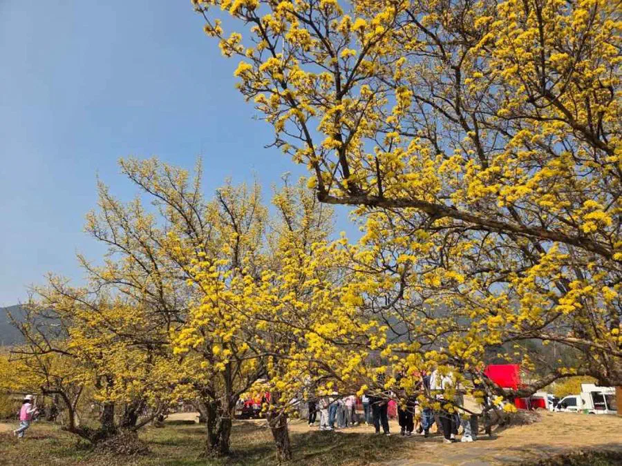 Gurye Sansuyu Festival — festival photograph