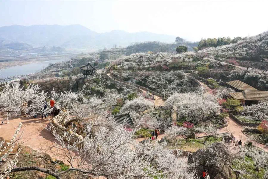 Gwangyang Maehwa Festival — festival photograph