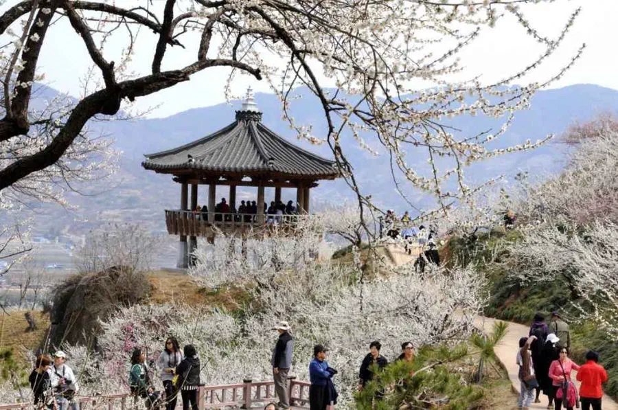 Gwangyang Maehwa Festival — festival photograph