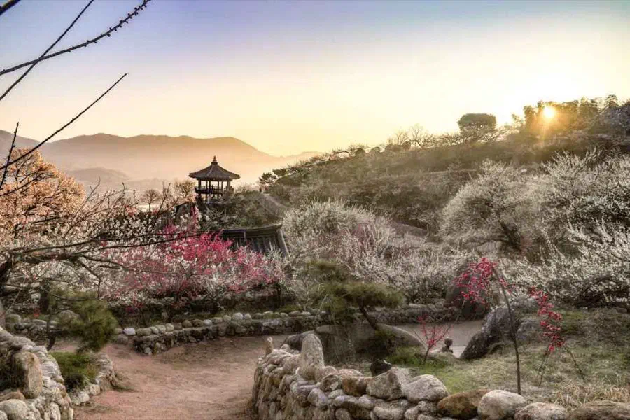 Gwangyang Maehwa Festival in Gwangyang, Jeonnam-Gwangju