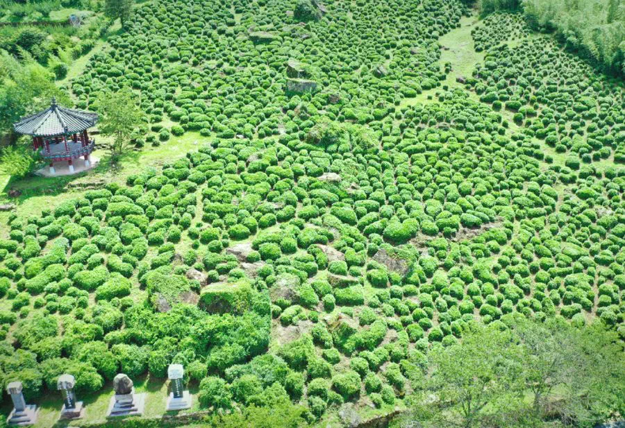 Hadong Wild Tea Cultural Festival — festival photograph