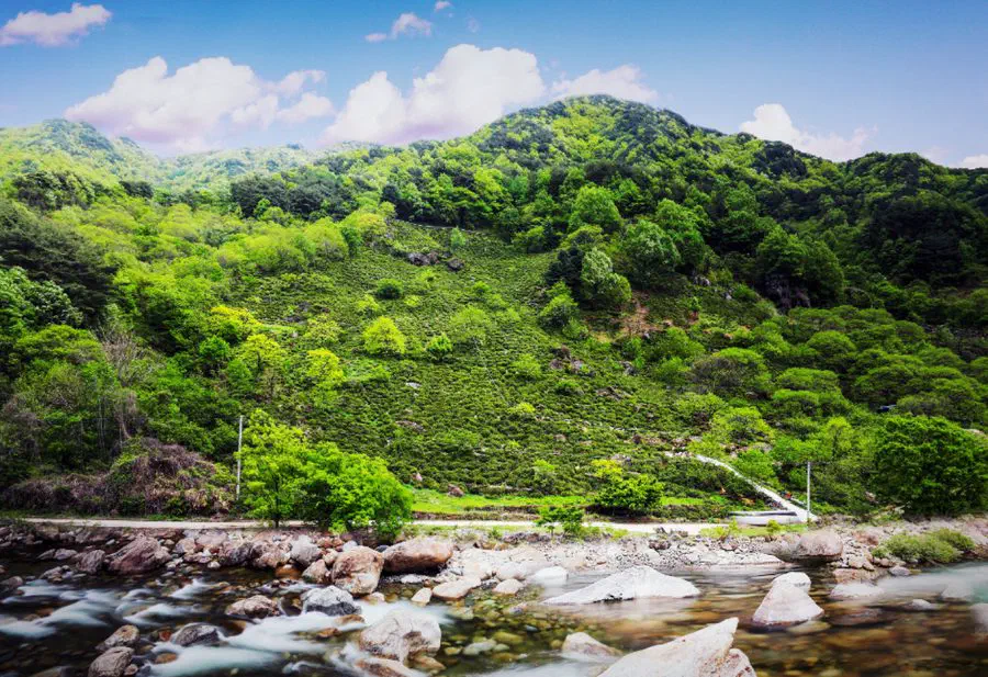 Hadong Wild Tea Cultural Festival — festival photograph