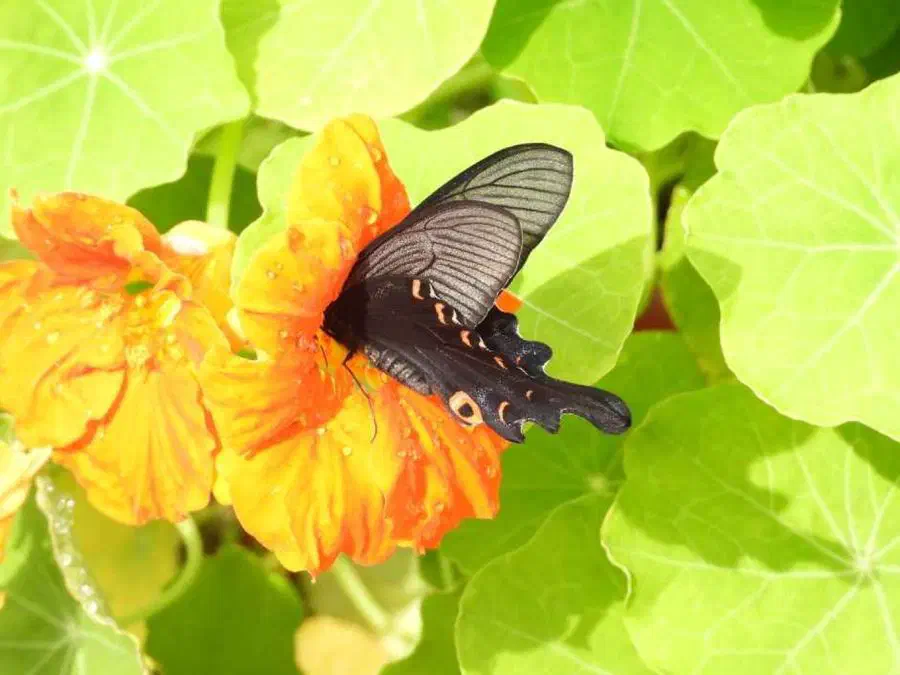 Hampyeong Butterfly Festival in Hampyeong, Jeonnam-Gwangju