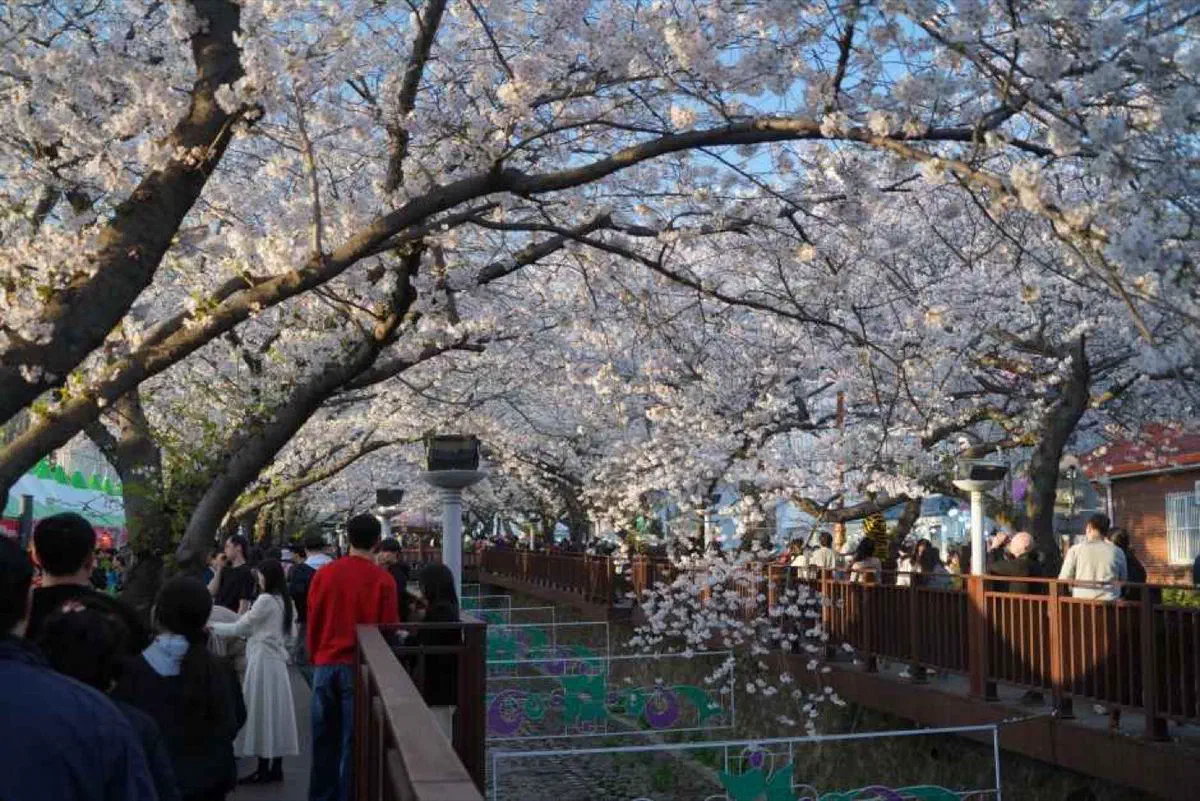 Jinhae Gunhangje Festival in Changwon, South Gyeongsang