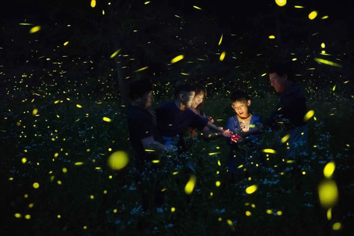 Muju Firefly Festival in Muju, North Jeolla