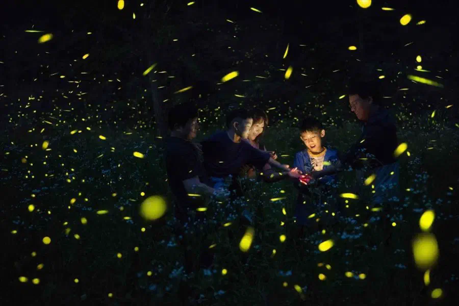 Muju Firefly Festival in Muju, North Jeolla
