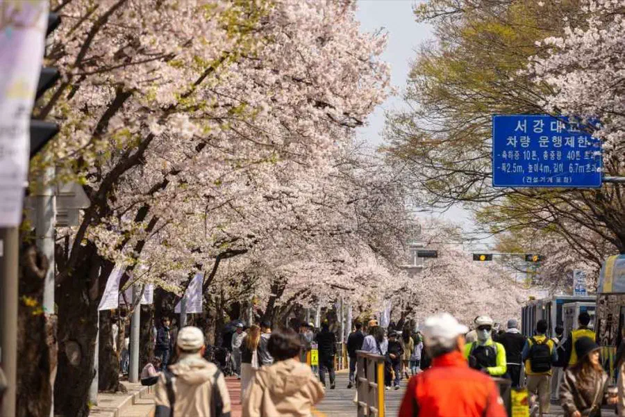 Yeongdeungpo Yeouido Spring Flower Festival — festival photograph