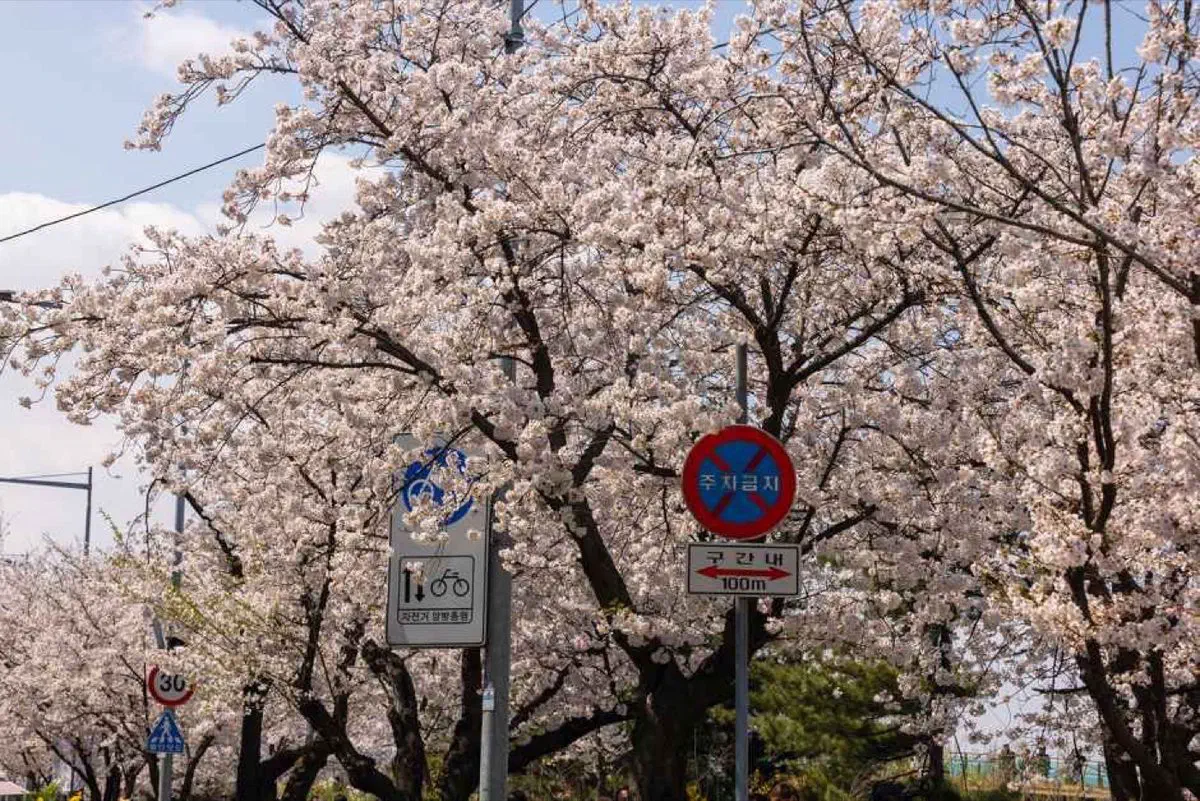 Yeongdeungpo Yeouido Spring Flower Festival in Seoul