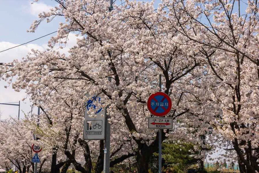 Yeongdeungpo Yeouido Spring Flower Festival in Seoul