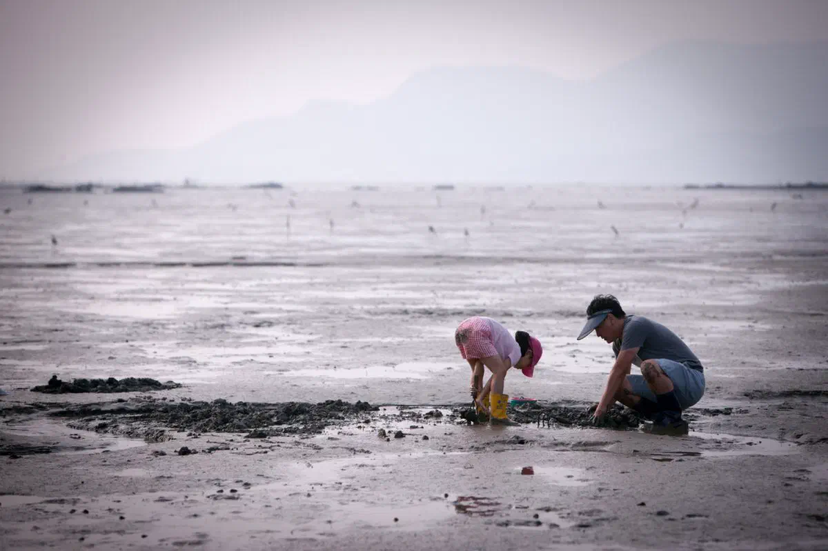 Visitors on the tidal flat at Hajeon Village, Gochang, during a guided mudflat experience