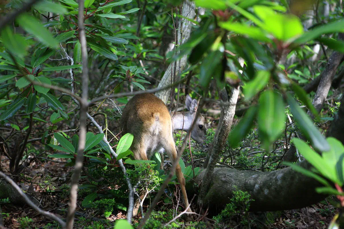 A roe deer beside the Seongpanak trail on Hallasan — the mountain's wild deer are a common sight near the forest sections of the route