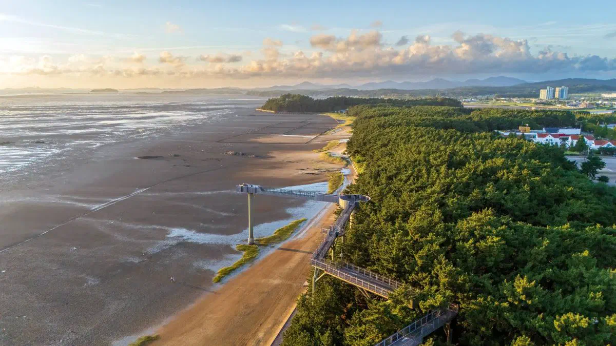 Aerial view of Janghang at low tide: a wide exposed mudflat on the left, dense coastal pine forest on the right, and an elevated skywalk and observation tower on the boundary between them