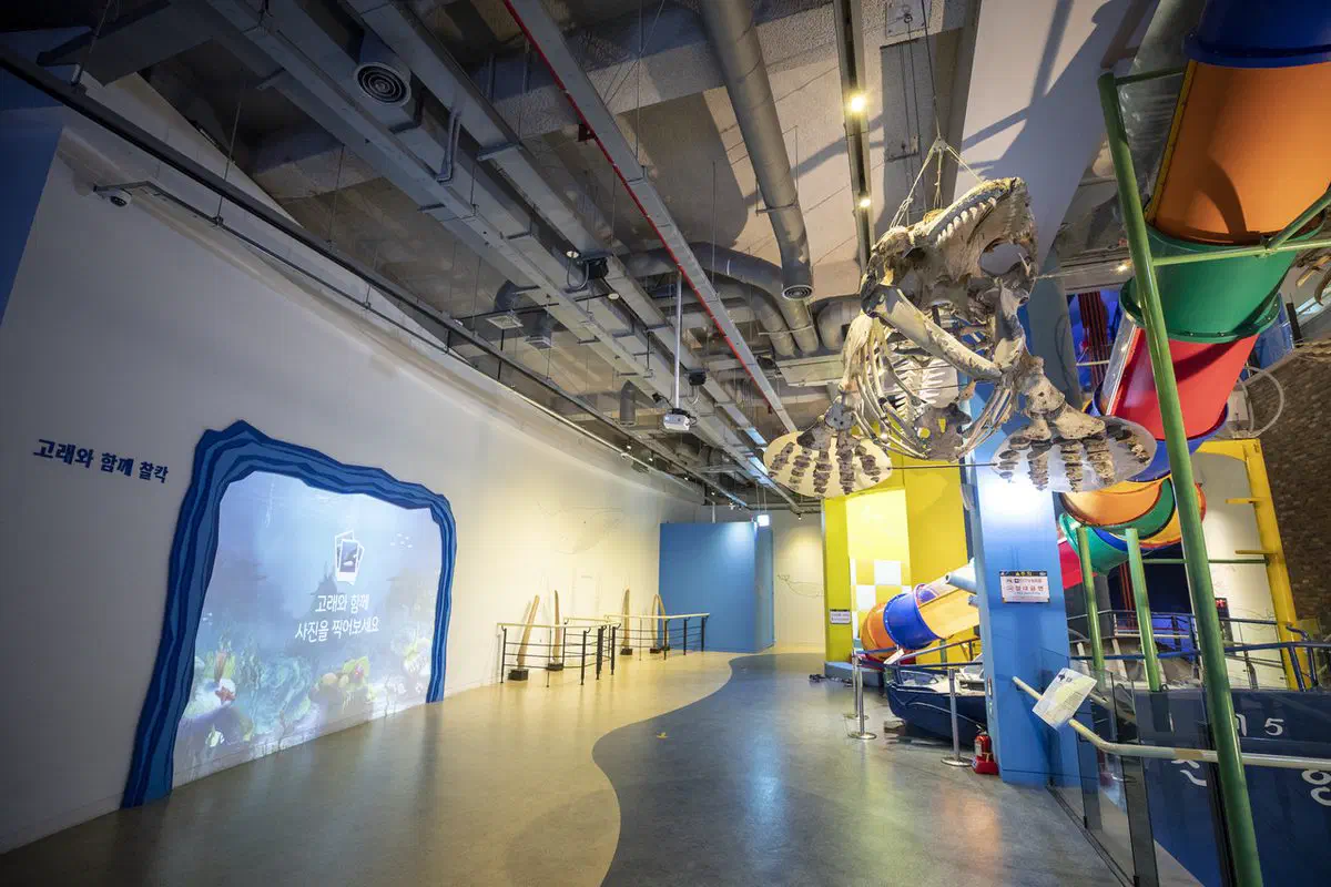 A whale skeleton suspended from the ceiling of the Jangsaengpo Whale Museum, hanging directly above the brightly coloured slides of the children's play area below it