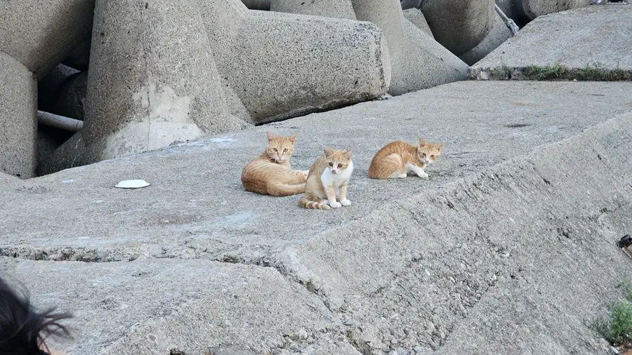 Three cats sitting on the rocks at a Gyeongju fishing harbor