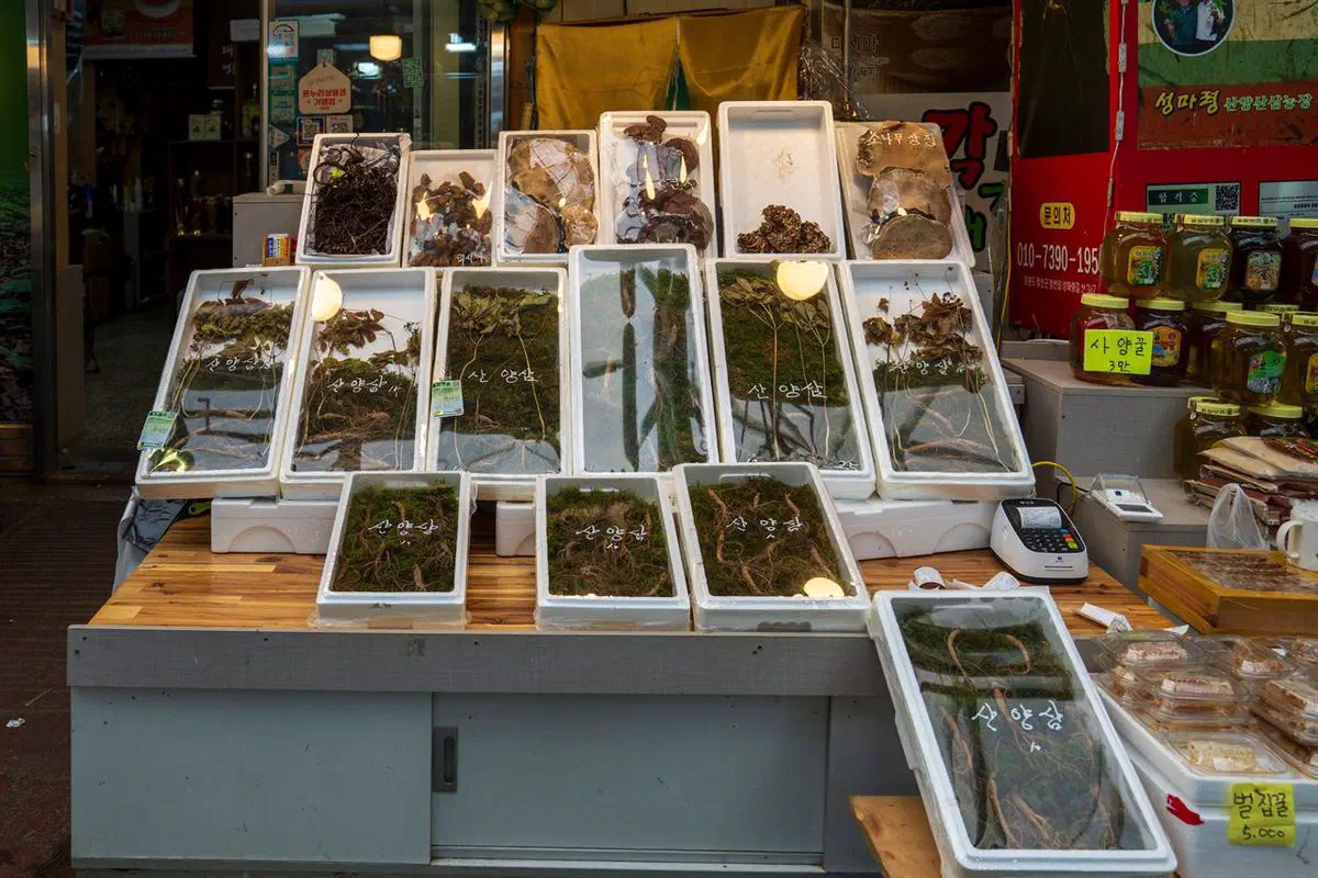 Trays of wild-cultivated mountain ginseng (sanyangsan) and other roots labeled and displayed for sale at a Jeongseon market herb stall