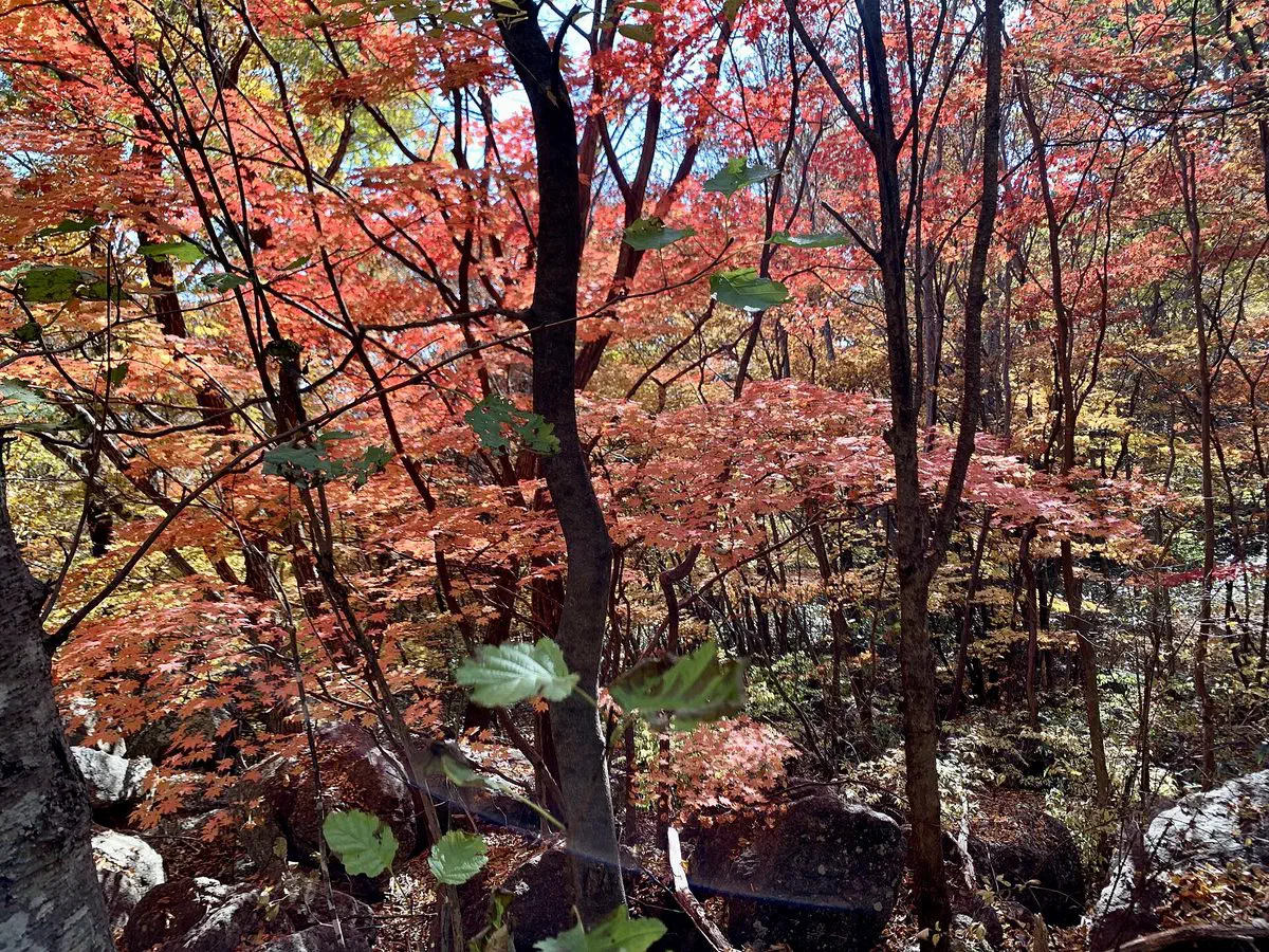 Red and orange maple foliage crowding a rocky stretch of trail on Jirisan in autumn