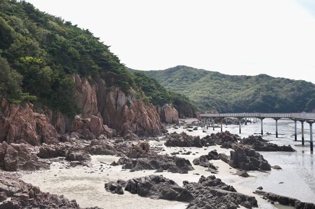 A wooden boardwalk bridge over exposed tidal rock at Hanagae Beach, Muuido island, Incheon, backed by pine-covered cliffs