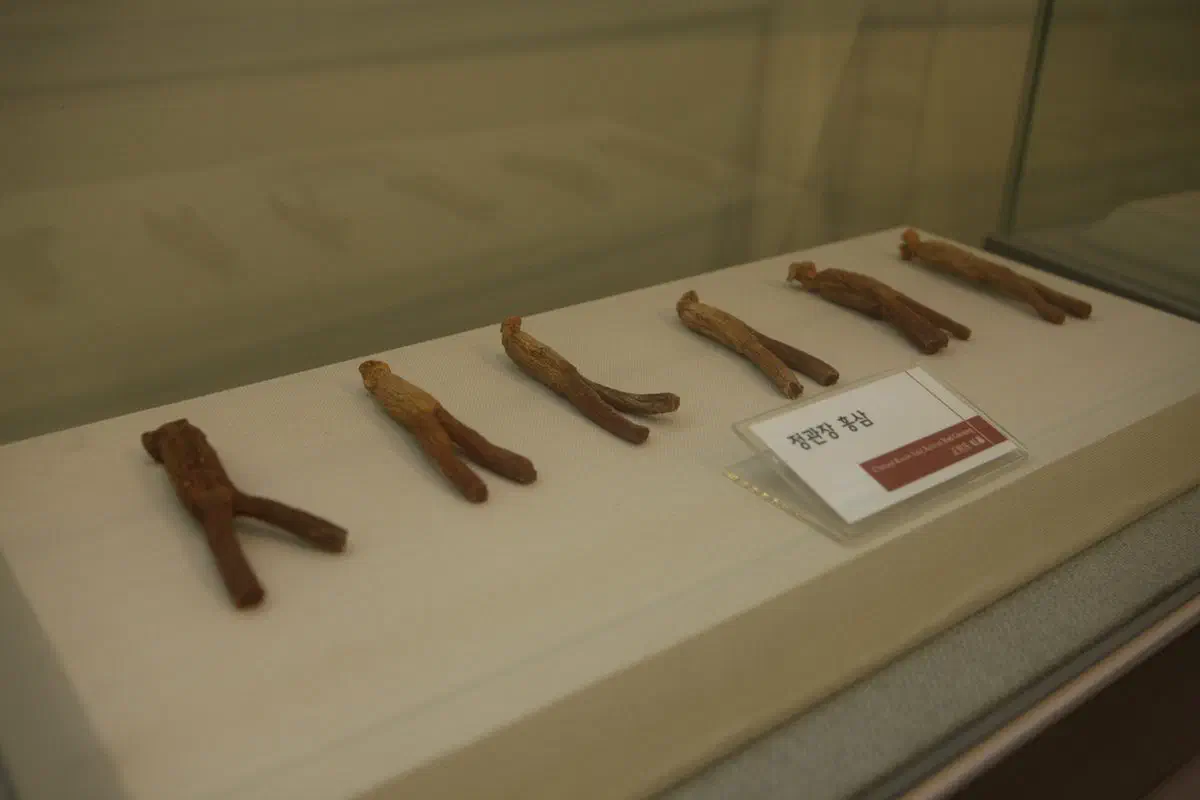 Six red ginseng roots laid out in a museum display case, hard and amber-brown after steaming and drying, beside a label reading Cheong Kwan Jang Korean Red Ginseng