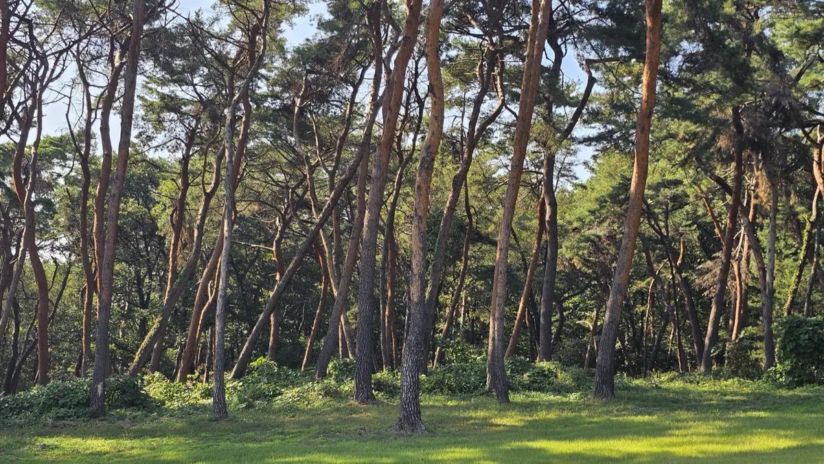 A grove of tall red-barked pine trees on dry ground at Seooreung