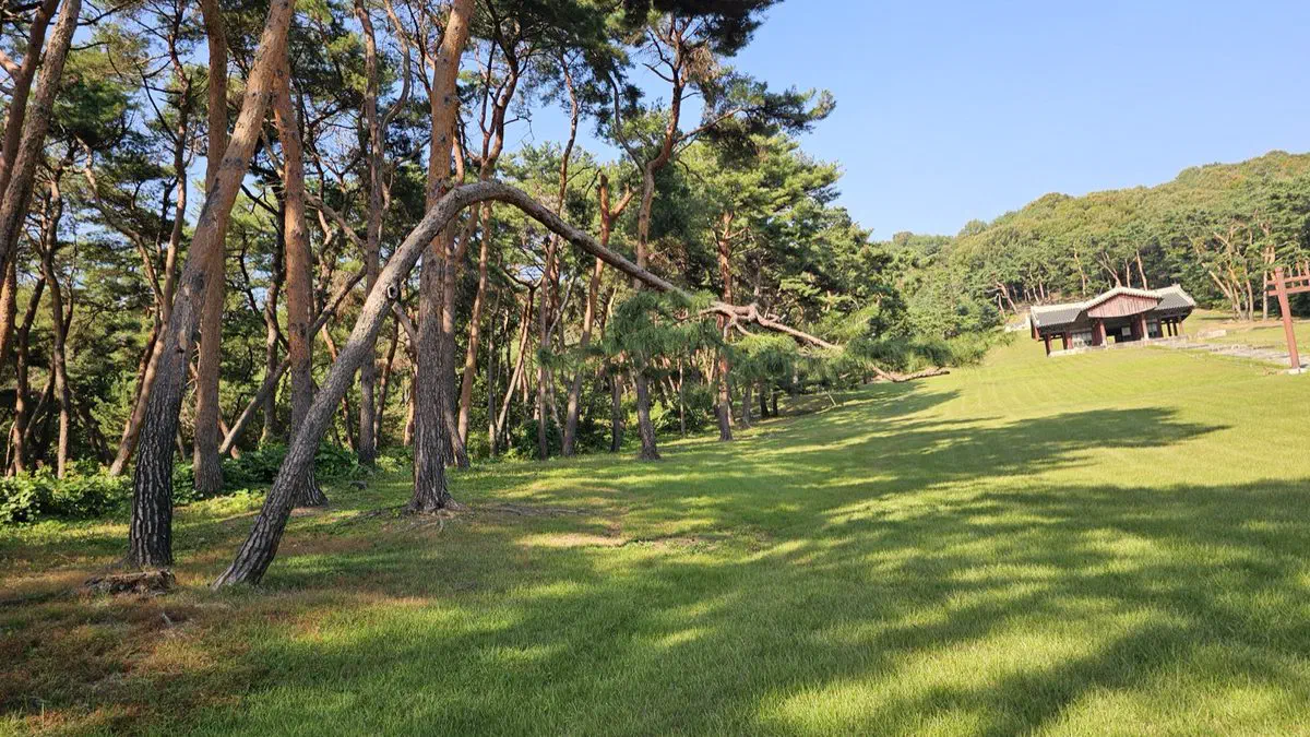 A leaning pine over a sunlit grass slope at Seooreung, a ritual hall and red gate post on the right