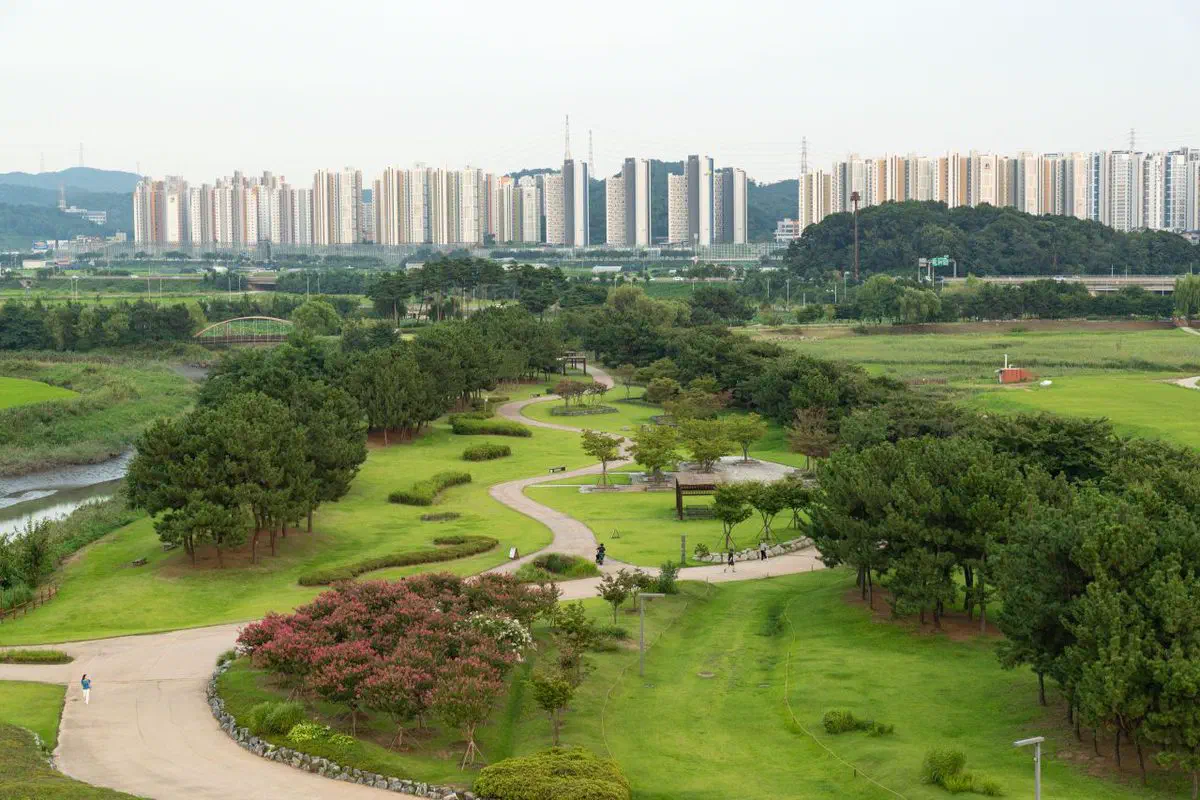 An aerial view of Siheung Gaetgol Ecological Park's winding paths and tidal creek, with the city's apartment towers rising directly behind the park